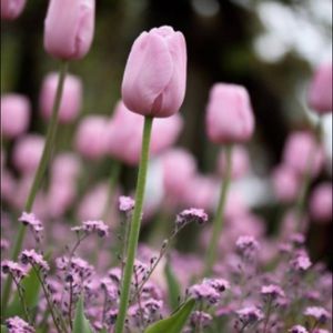 Meet your Posher, Ernest